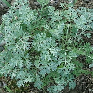 Wormwood Seeds Artemisia absinthium Absinthe Spirit Drought Tolerant Perennial Herb with Ornamental and Medicinal Uses image 1