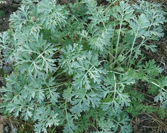 Wormwood Seeds ~Artemisia absinthium~ Absinthe Spirit ~ Drought Tolerant Perennial Herb with Ornamental and Medicinal Uses