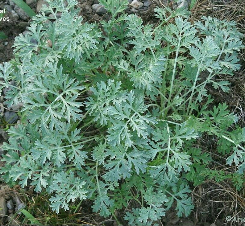 Wormwood Seeds Artemisia absinthium Absinthe Spirit Drought Tolerant Perennial Herb with Ornamental and Medicinal Uses image 1