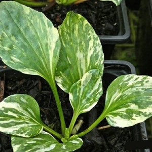 Può includere: Primo piano di una pianta variegata verde e bianca con foglie grandi e ovali. La pianta è in vaso in un vaso di plastica nero.
