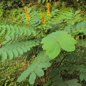 Planta de candelabro del emperador ~Senna alata~ Semillas ~ Planta huésped de varias mariposas de azufre ~ Hojas cerradas por la noche ~ Cassia