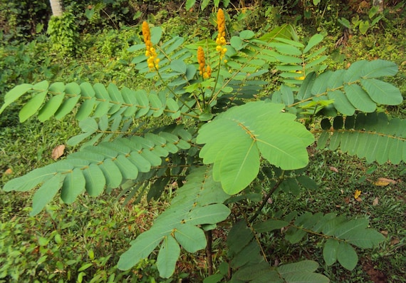 Candle Bush Cassia alata 10 Seeds