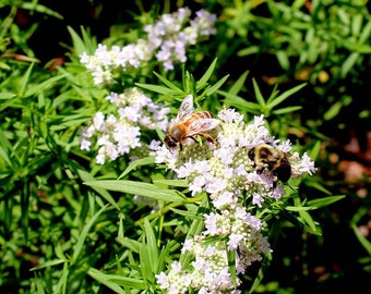 Mountain Mint Seeds ~Pycnanthemum virginianum~ Native Pollinator Magnet! ~ Hardy Native ~ Aromatic Perennial