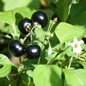 Solanum Retroflexum - Wikipédia - Foto 6