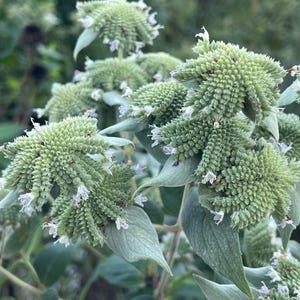 May include: Close-up of a cluster of green, cone-shaped flowers with small white blooms. The plant has soft, silvery-green leaves and is set against a blurred background of other greenery. The flowers have a textured, almost spiky appearance.