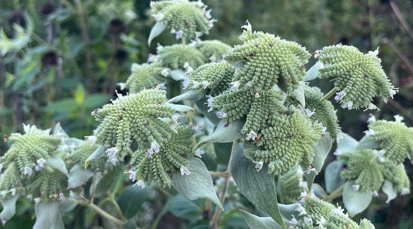 Koelle's Mountain Mint Seeds ~Pycnanthemum muticum~ Blunt Mountain-Mint ~Eastern Native ~ Hardy Perennial ~ Silver-frosted Beauty ~