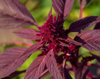 Amaranth 'Red Garnet' ~Amaranthus tricolor (gangeticus)~ Chinese Spinach