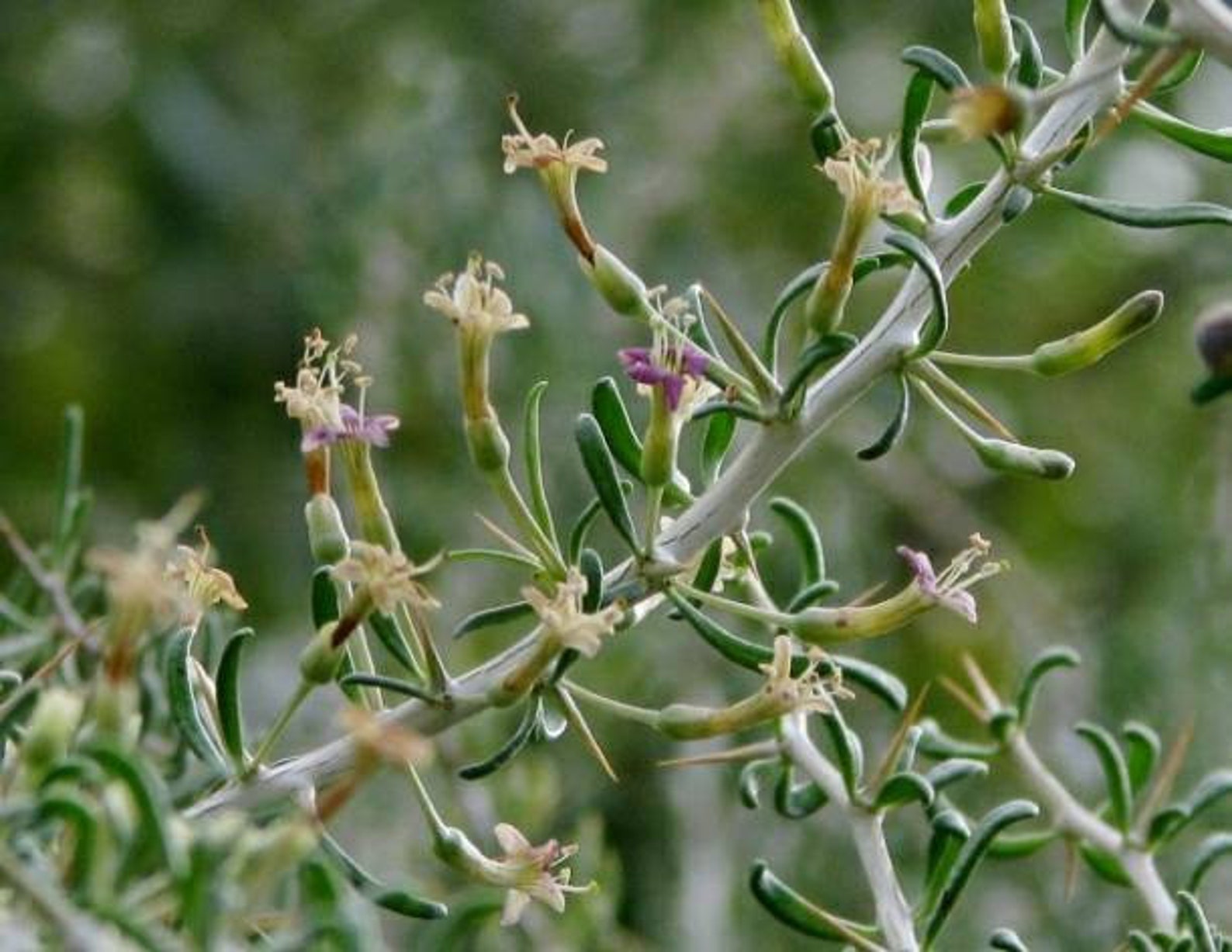 Lycium Ruthenicum Black Goji Berry lycium Ruthenicum Himalayan Black Wolfberry Seeds Rare ...