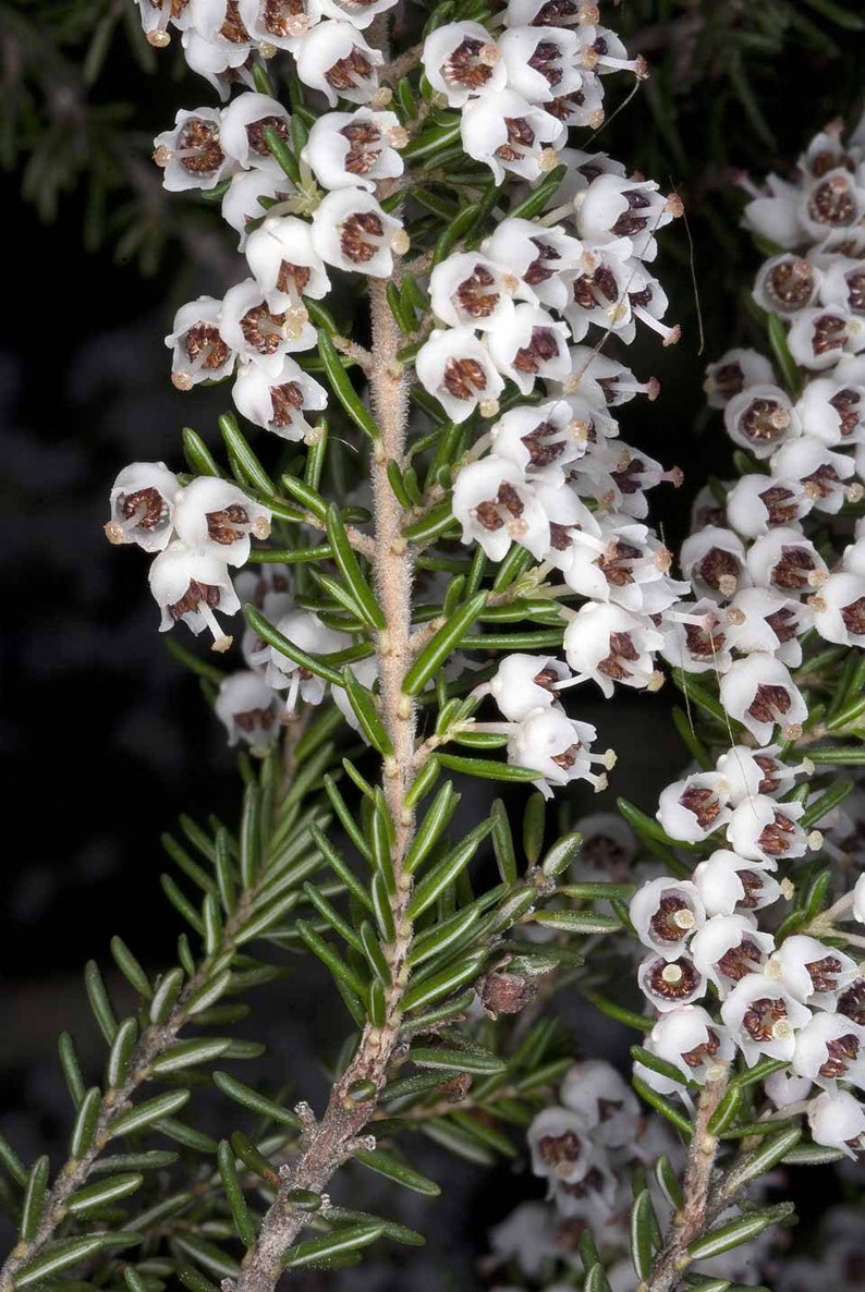 Tree Heath Seeds Erica arborea White Heath Giant Heather Briar root Bruyère Ericaceae Scented Garden Briarwood Smoking Pipe image 3