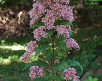 Joe-Pye Weed Seeds ~Eutrochium purpureum~