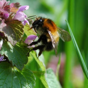 Purple Dead-Nettle Seeds Lamium purpureum Red Henbit Purple Archangle Deadnettle Velikdenche Organic Seeds Mint Family image 3