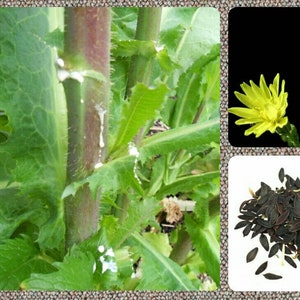 Wild Lettuce Seeds L. virosa Wild Lactuca Seeds image 1