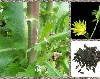 Wild Lettuce Seeds ~ L. virosa ~ Wild Lactuca Seeds