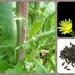 see more listings in the Wildcraft & Forage Seeds section