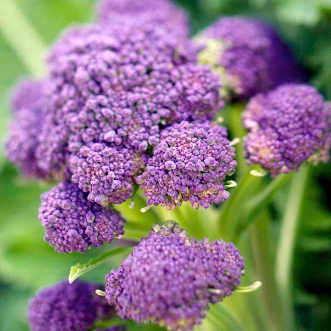 Purple Broccoli ~purple Sprouting Early~ Heirloom Open Pollinated Seeds ...