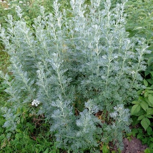 Wormwood Seeds Artemisia absinthium Absinthe Spirit Drought Tolerant Perennial Herb with Ornamental and Medicinal Uses image 2