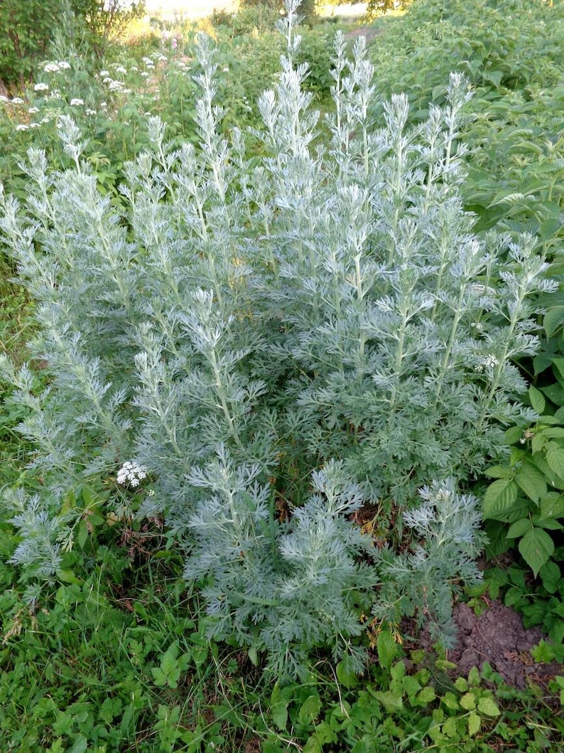 Wormwood Seeds Artemisia absinthium Absinthe Spirit Drought Tolerant Perennial Herb with Ornamental and Medicinal Uses image 2