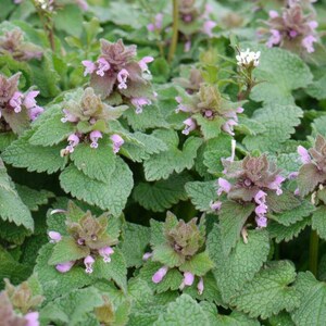 Purple Dead-Nettle Seeds Lamium purpureum Red Henbit Purple Archangle Deadnettle Velikdenche Organic Seeds Mint Family image 2