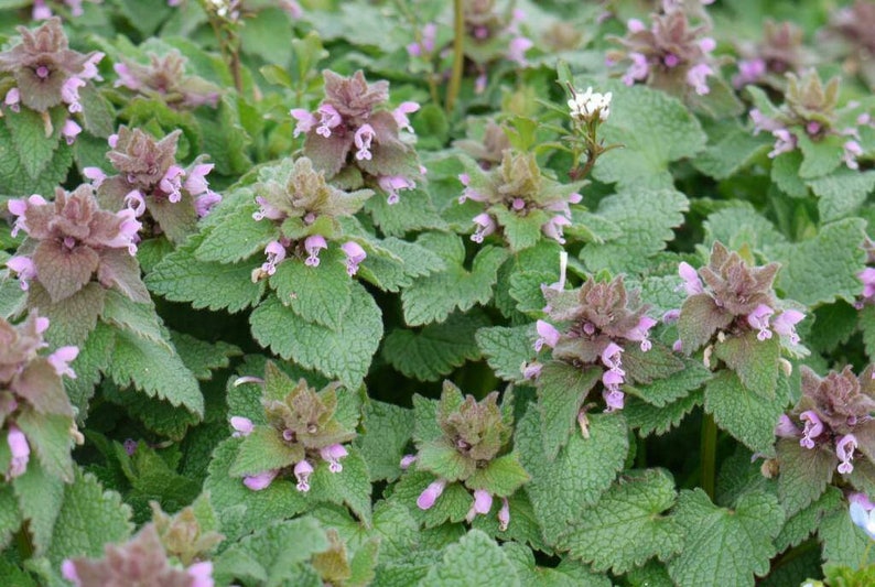 Purple Dead-Nettle Seeds Lamium purpureum Red Henbit Purple Archangle Deadnettle Velikdenche Organic Seeds Mint Family image 2