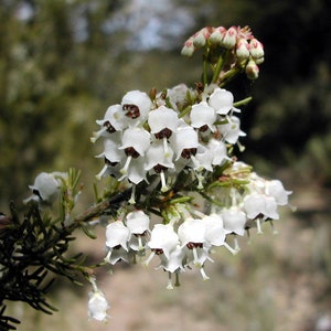 Tree Heath Seeds Erica arborea White Heath Giant Heather Briar root Bruyère Ericaceae Scented Garden Briarwood Smoking Pipe image 7