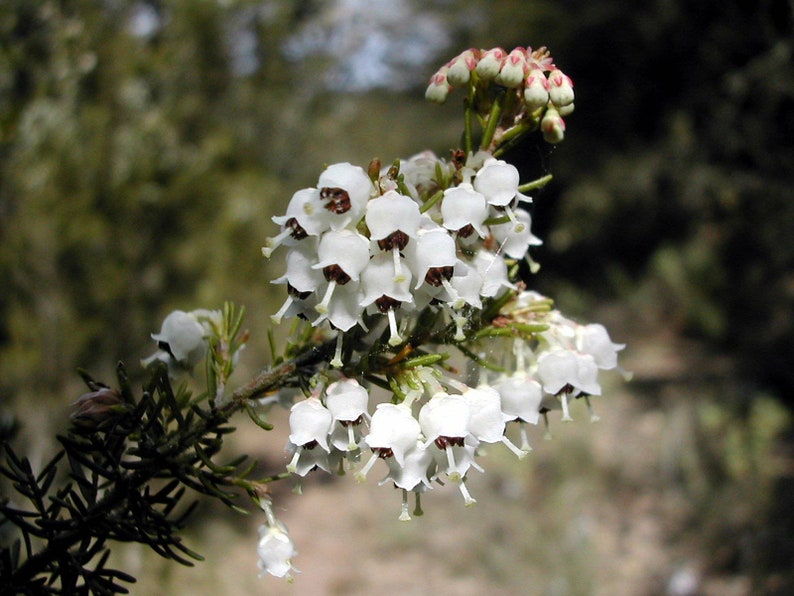 Tree Heath Seeds Erica arborea White Heath Giant Heather Briar root Bruyère Ericaceae Scented Garden Briarwood Smoking Pipe image 7