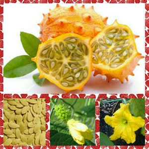 Kiwano Melon Seeds ~Cucumis metuliferus~ Horned Melon~ Heirloom African Cucumber ~ Jelly Melon ~ Unique Fruit ~ Fun and Easy to Grow Vine
