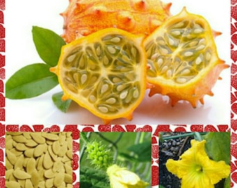 Semillas de melón kiwano ~Cucumis metuliferus~ Melón cornudo~ Pepino africano tradicional ~ Melón gelatinoso ~ Fruta única ~ Vid divertida y fácil de cultivar