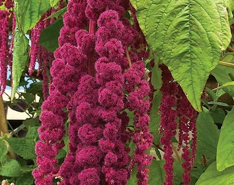 Love-lies-bleeding Seeds ~Amaranthus caudatus~ Tassel Flower Amaranth