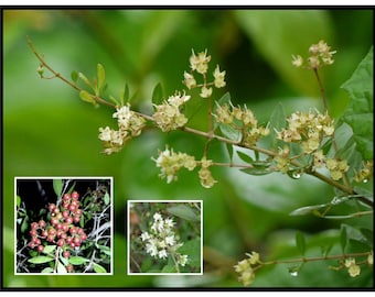 Henna Plant Seeds ~Lawsonia inermis~ Indian Mehandi ~ Natural Dye Plant ~ Use on Hair, Skin (Tattoos) & Fabric ~ Aromatic Flower Garden Tree