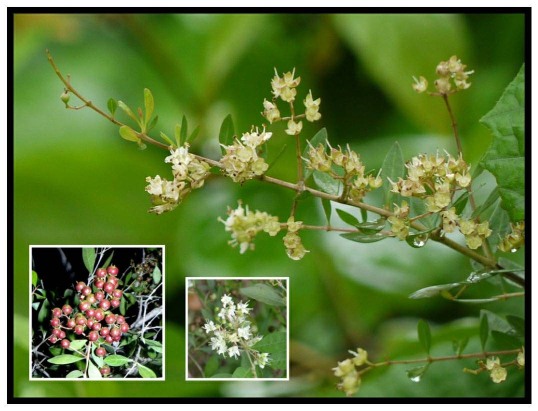 lawsonia-inermis-flower
