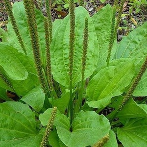 Semi biologici di piantaggine a foglia larga ~ Plantago major