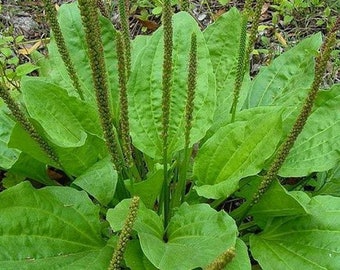 Organic Broadleaf Plantain Seeds ~ Plantago major