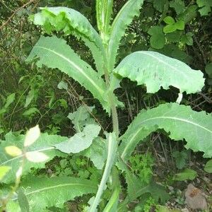 Wild Lettuce Seeds L. virosa Wild Lactuca Seeds image 3