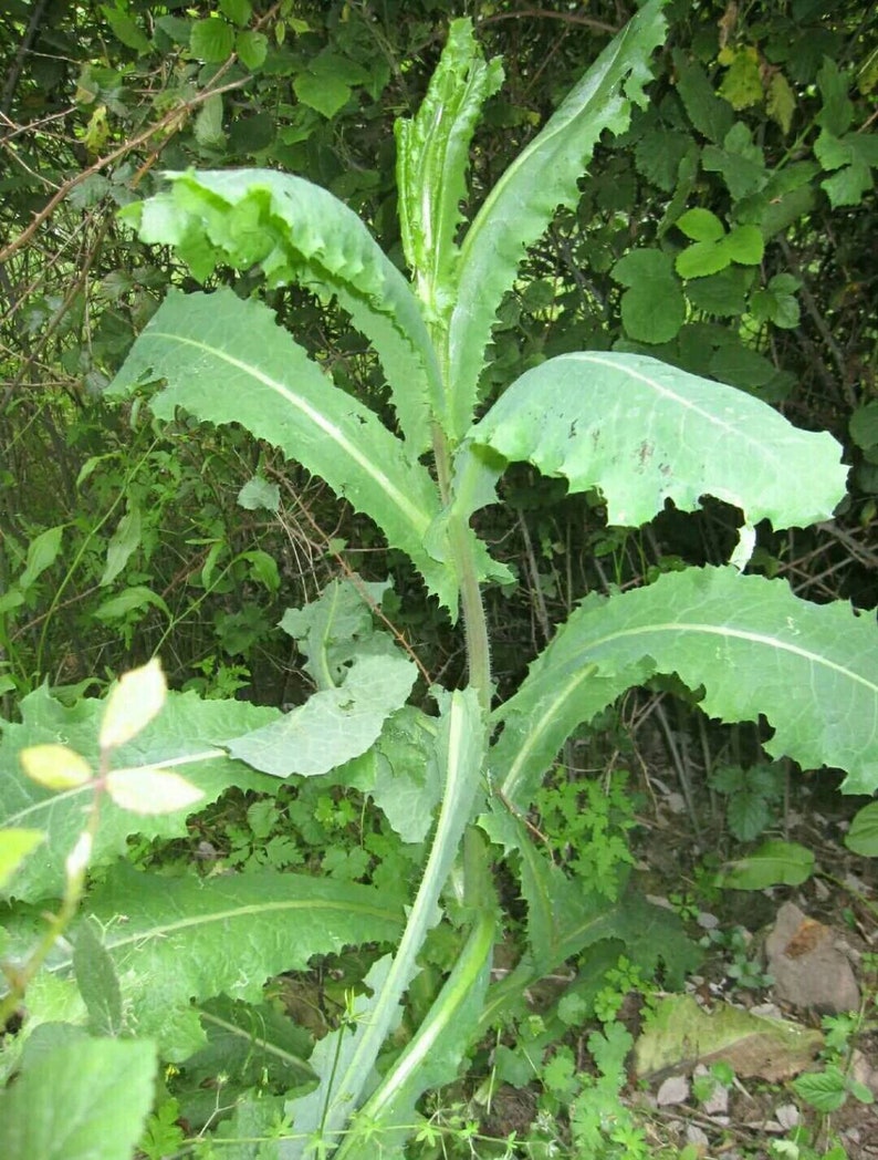 Wild Lettuce Seeds L. virosa Wild Lactuca Seeds image 3