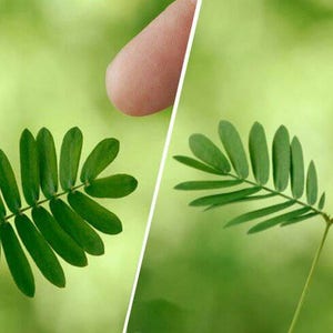 Sensitive Plant Seeds Mimosa pudica Leaves that move Shy plant Bashful Plant Touch-Me-Not image 2