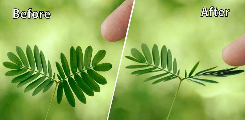 Sensitive Plant Seeds Mimosa pudica Leaves that move Shy plant Bashful Plant Touch-Me-Not image 2