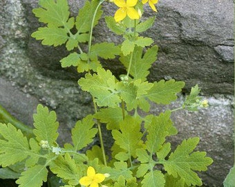 Greater Celandine Seeds ~Chelidonium majus~ Tetterwort ~ Nipplewort ~ True Garden Celandine used to treat warts & ringworm.