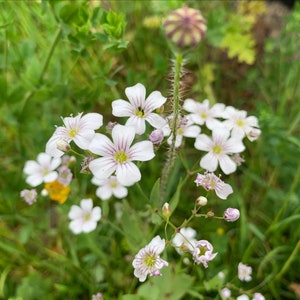 Showy Baby's-Breath ~Gypsophila elegans~ Airy & Delicate! Easy Annual with White Blooms