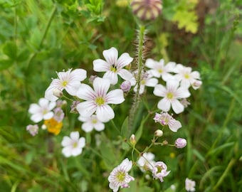 Showy Baby's-Breath ~Gypsophila elegans~ Airy & Delicate! Easy Annual with White Blooms