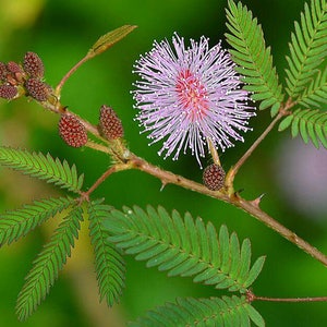 Sensitive Plant Seeds Mimosa pudica Leaves that move Shy plant Bashful Plant Touch-Me-Not image 4