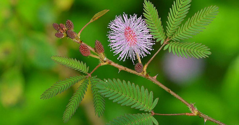 Sensitive Plant Seeds Mimosa pudica Leaves that move Shy plant Bashful Plant Touch-Me-Not image 4