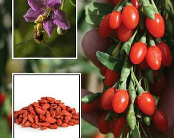 Goji Berry Seeds ~Lycium barbarum~ Himalayan Wolfberry, Chinese Matrimony Vine