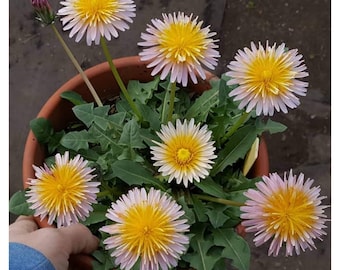Semillas de diente de león rosado ~Taraxacum pseudoroseum~