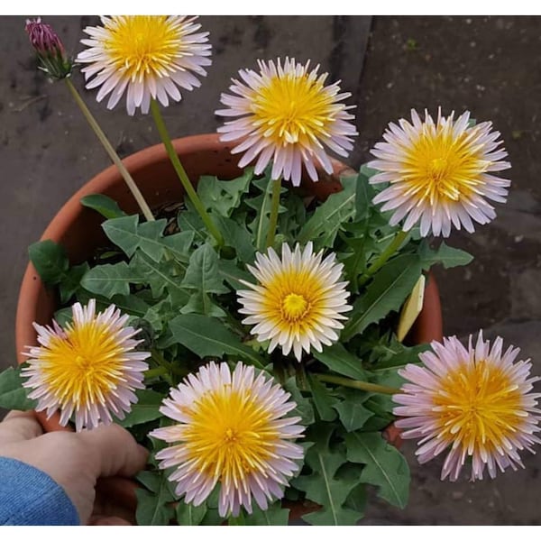 Semillas de diente de león rosa ~Taraxacum pseudoroseum~