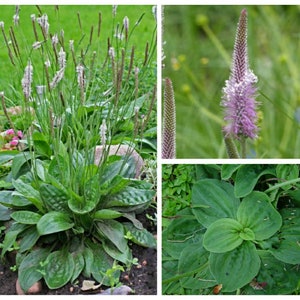 Organic Hoary Plantain Seeds ~ Plantago media ~ Perennial ~ Attracts small bees and pollinators