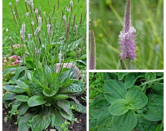 Flowering Plantain Seeds ~Plantago media~ Hoary Plantain ~ Perennial ~ Magnet for native bees and pollinators