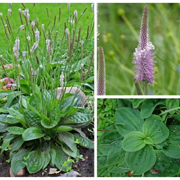 Flowering Plantain Seeds ~Plantago media~ Hoary Plantain ~ Perennial ~ Magnet for native bees and pollinators