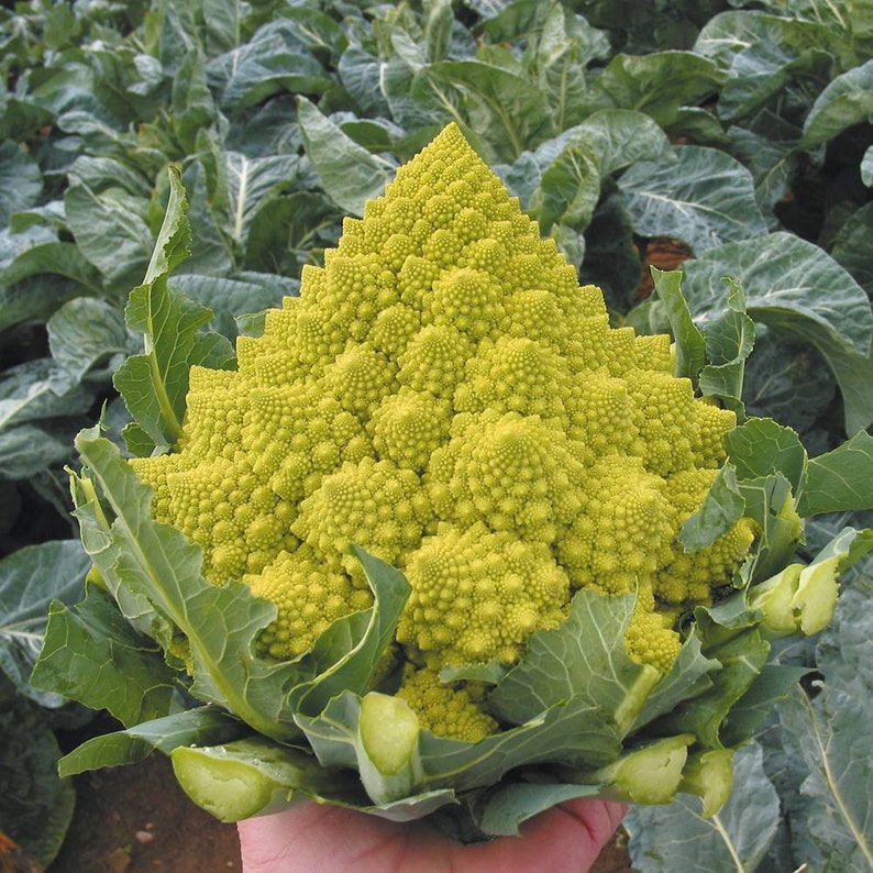 Romanesco Broccoli cauliflower Beloved Italian Heirloom Etsy
