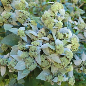 Peut inclure: Gros plan sur un groupe de boutons de fleurs verts avec des feuilles vert argenté. Les boutons sont densément regroupés et ont une texture duveteuse.