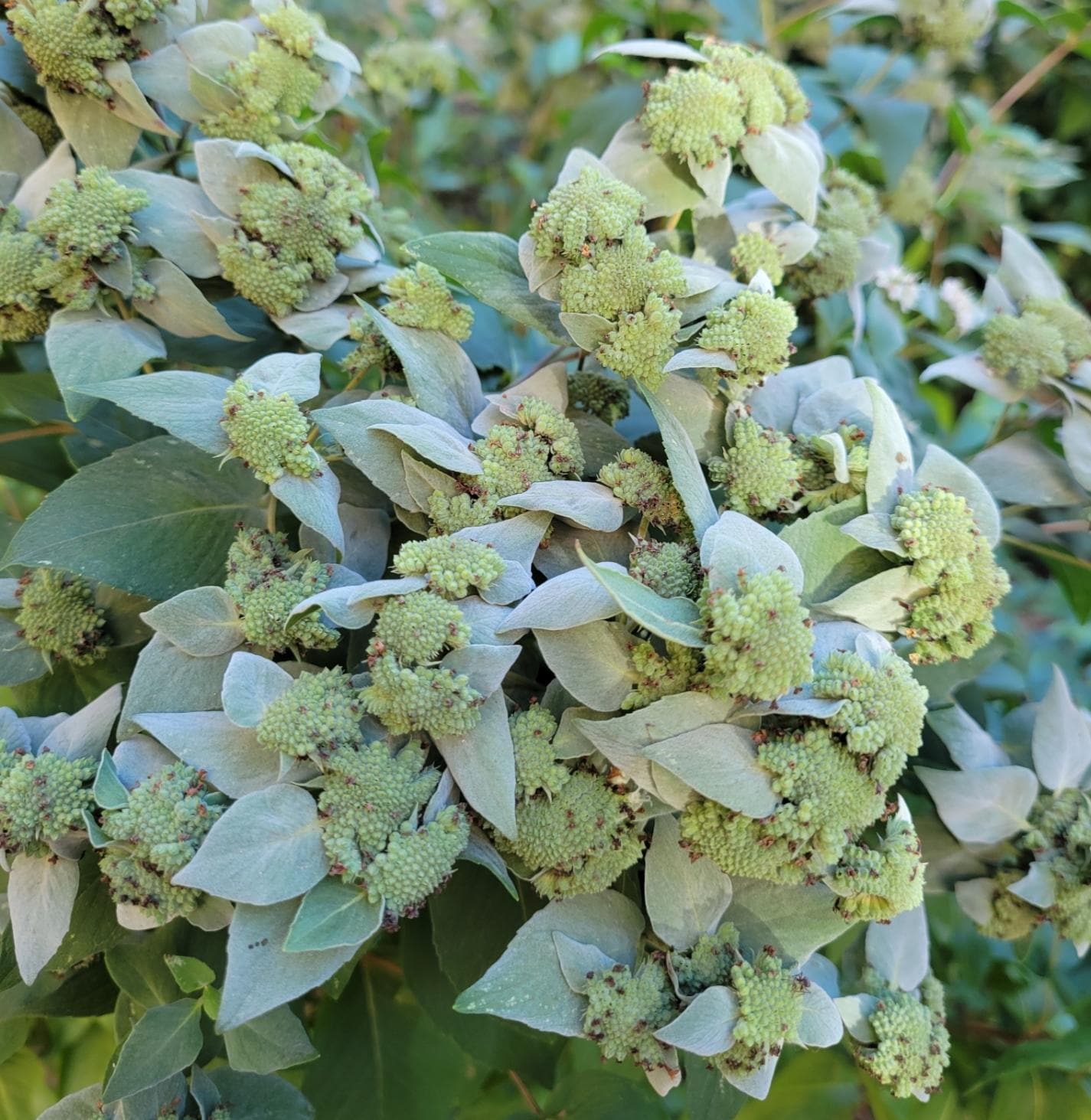 Koelle's Mountain Mint Seeds ~Pycnanthemum muticum~ Blunt Mountain-Mint ~Eastern Native ~ Hardy Perennial ~ Silver-frosted Beauty ~